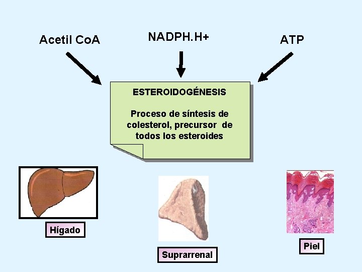 Acetil Co. A NADPH. H+ ATP ESTEROIDOGÉNESIS Proceso de síntesis de colesterol, precursor de