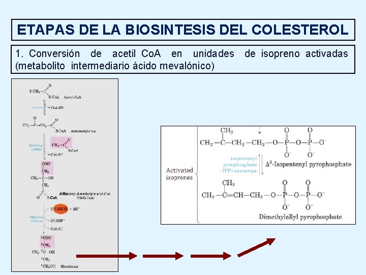 ETAPAS DE LA BIOSINTESIS DEL COLESTEROL 1. Conversión de acetil Co. A en unidades