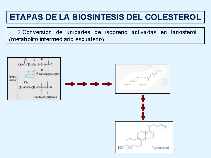 ETAPAS DE LA BIOSINTESIS DEL COLESTEROL 2. Conversión de unidades de isopreno activadas en