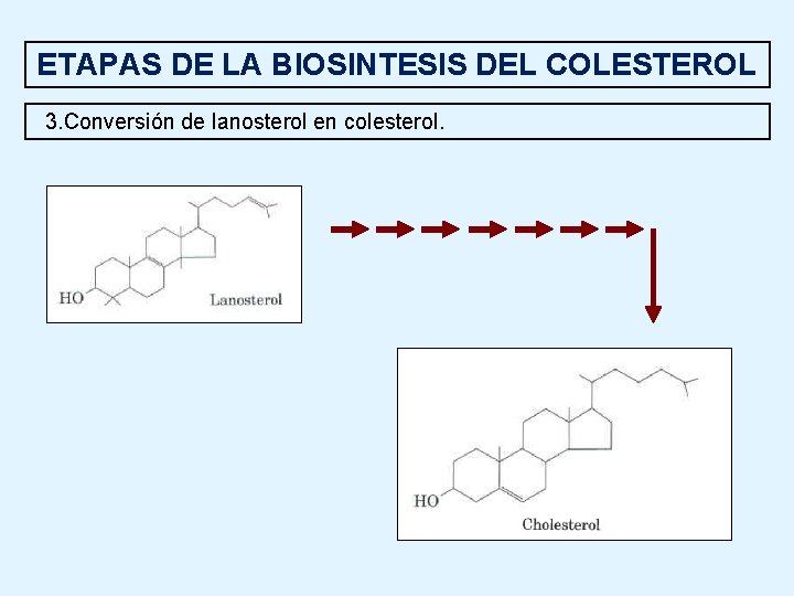 ETAPAS DE LA BIOSINTESIS DEL COLESTEROL 3. Conversión de lanosterol en colesterol. 