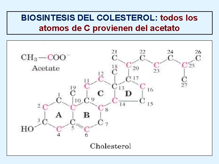 BIOSINTESIS DEL COLESTEROL: todos los atomos de C provienen del acetato 