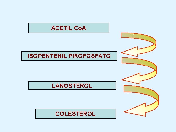 ACETIL Co. A ISOPENTENIL PIROFOSFATO LANOSTEROL COLESTEROL 