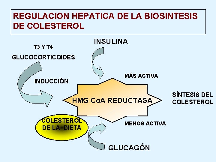 REGULACION HEPATICA DE LA BIOSINTESIS DE COLESTEROL INSULINA T 3 Y T 4 GLUCOCORTICOIDES