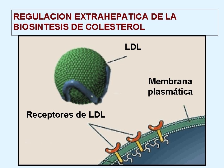 REGULACION EXTRAHEPATICA DE LA BIOSINTESIS DE COLESTEROL LDL Membrana plasmática Receptores de LDL 