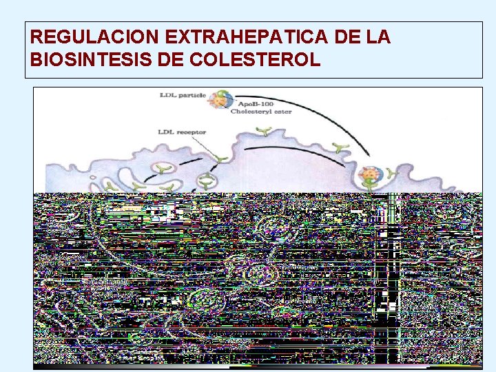 REGULACION EXTRAHEPATICA DE LA BIOSINTESIS DE COLESTEROL 