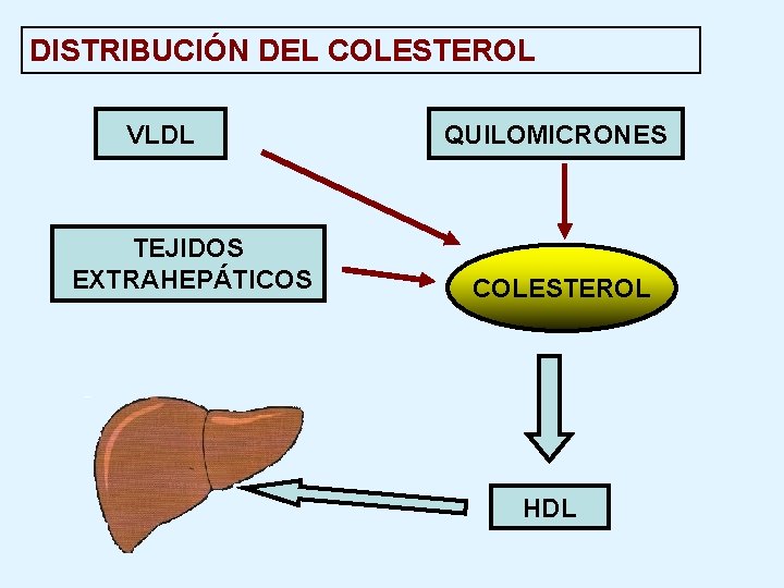 DISTRIBUCIÓN DEL COLESTEROL VLDL TEJIDOS EXTRAHEPÁTICOS QUILOMICRONES COLESTEROL HDL 