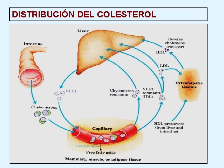 DISTRIBUCIÓN DEL COLESTEROL 