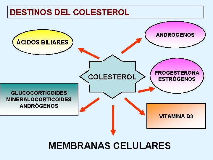 DESTINOS DEL COLESTEROL ANDRÓGENOS ÁCIDOS BILIARES COLESTEROL PROGESTERONA ESTRÓGENOS GLUCOCORTICOIDES MINERALOCORTICOIDES ANDRÓGENOS VITAMINA D