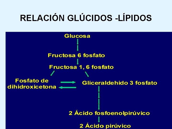 RELACIÓN GLÚCIDOS -LÍPIDOS 