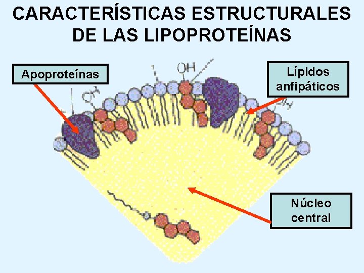 CARACTERÍSTICAS ESTRUCTURALES DE LAS LIPOPROTEÍNAS Apoproteínas Lípidos anfipáticos Núcleo central 