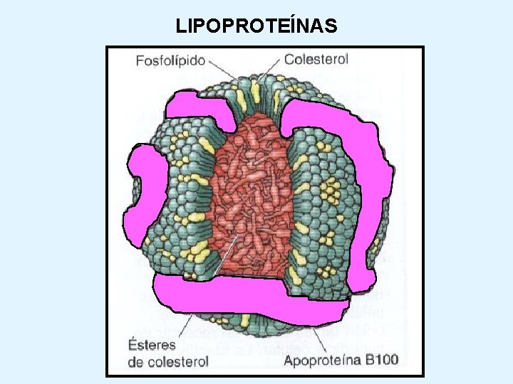 LIPOPROTEÍNAS 