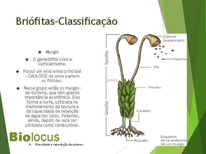 Briófitas-Classificação Musgos O gametófito cresce verticalmente. Possui um eixo ereto principal - CAULÓIDE de