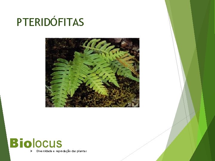 PTERIDÓFITAS Biolocus Ø Diversidade e reprodução das plantas 