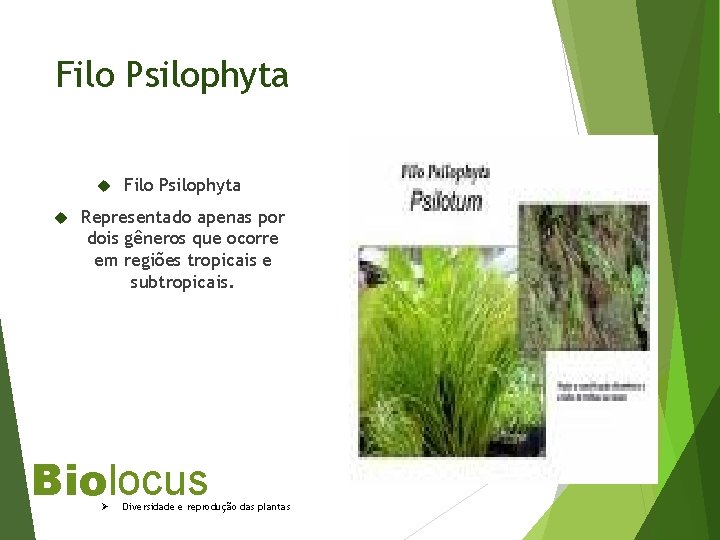 Filo Psilophyta Representado apenas por dois gêneros que ocorre em regiões tropicais e subtropicais.