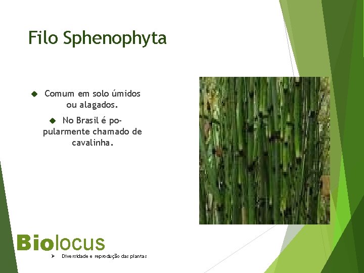 Filo Sphenophyta Comum em solo úmidos ou alagados. No Brasil é popularmente chamado de
