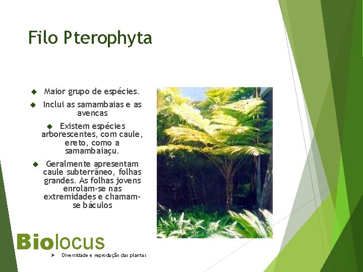 Filo Pterophyta Maior grupo de espécies. Inclui as samambaias e as avencas Existem espécies