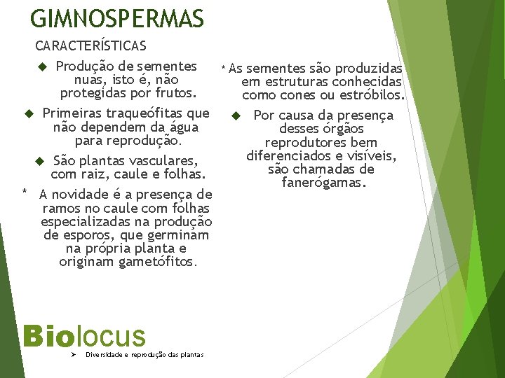 GIMNOSPERMAS CARACTERÍSTICAS Produção de sementes nuas, isto é, não protegidas por frutos. Primeiras traqueófitas