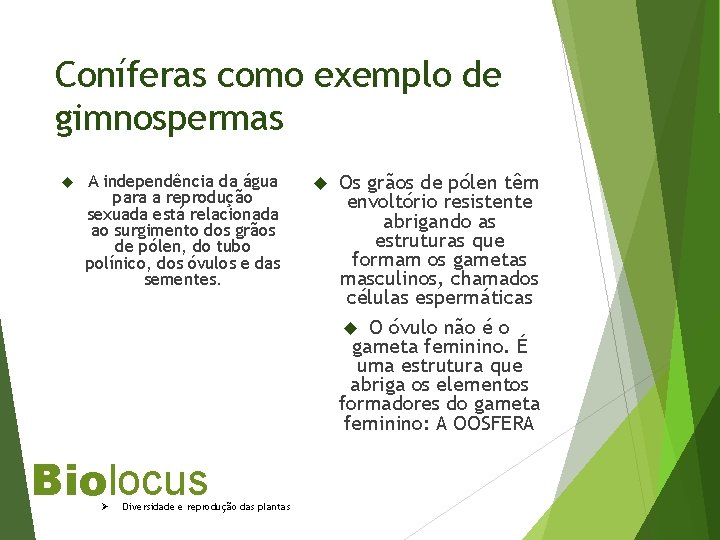 Coníferas como exemplo de gimnospermas A independência da água para a reprodução sexuada está