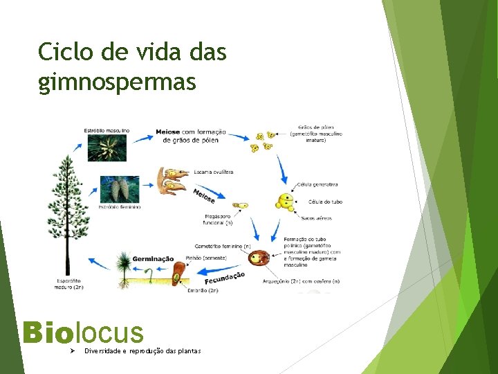 Ciclo de vida das gimnospermas Biolocus Ø Diversidade e reprodução das plantas 