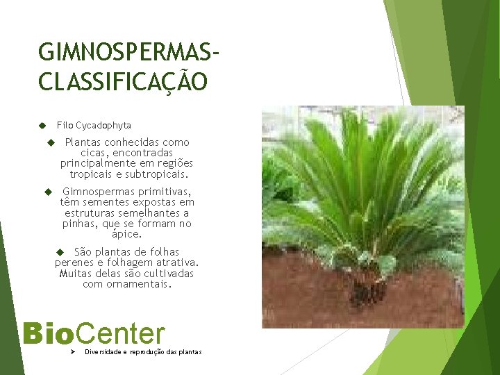 GIMNOSPERMASCLASSIFICAÇÃO Filo Cycadophyta Plantas conhecidas como cicas, encontradas principalmente em regiões tropicais e subtropicais.