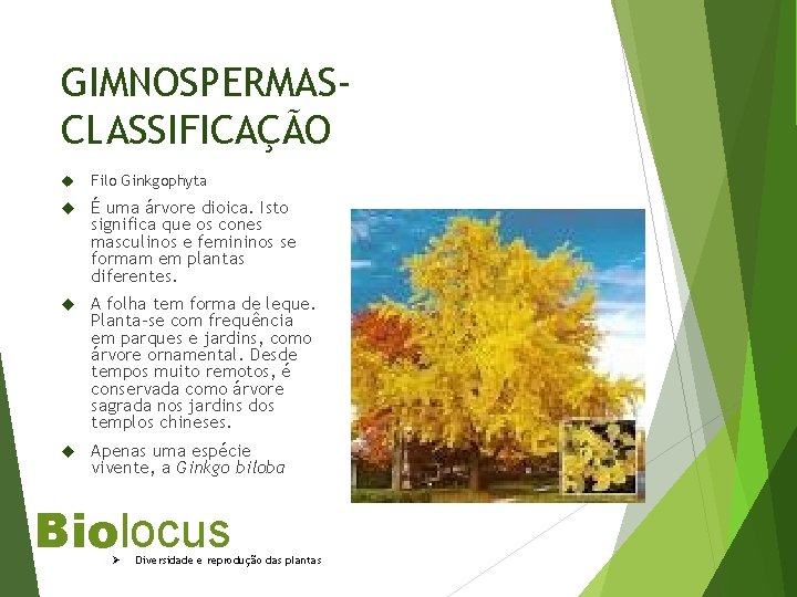 GIMNOSPERMASCLASSIFICAÇÃO Filo Ginkgophyta É uma árvore dioica. Isto significa que os cones masculinos e