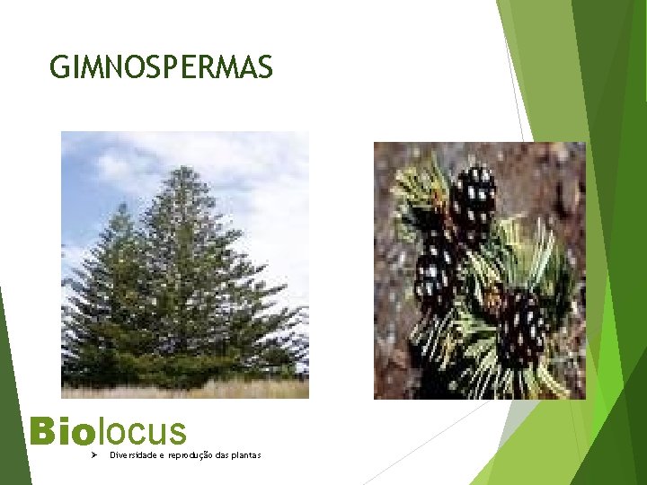 GIMNOSPERMAS Biolocus Ø Diversidade e reprodução das plantas 