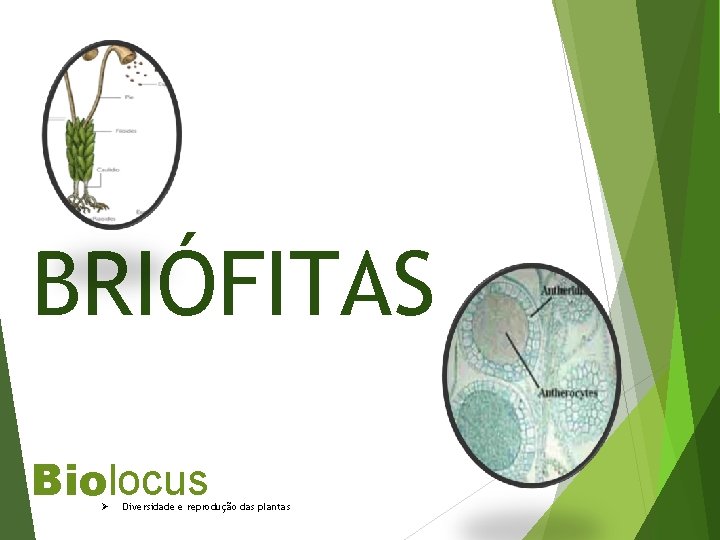 BRIÓFITAS Biolocus Ø Diversidade e reprodução das plantas 