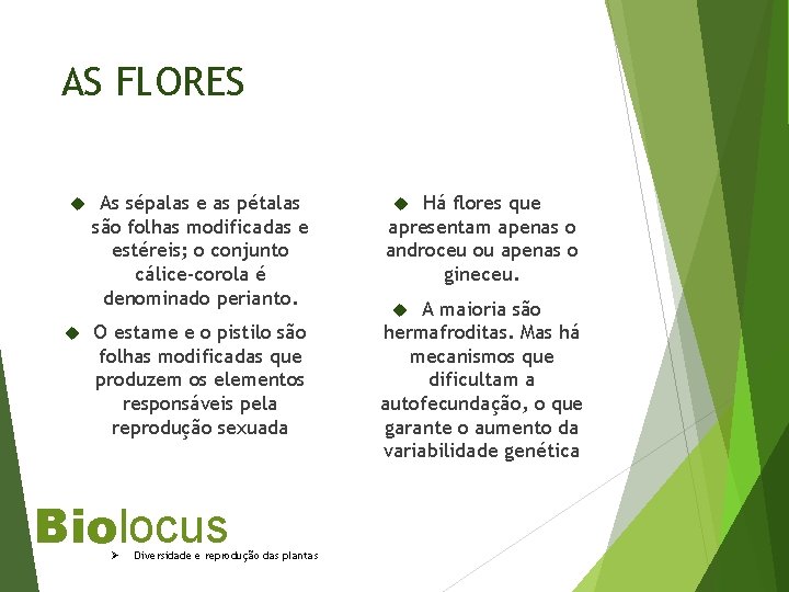 AS FLORES As sépalas e as pétalas são folhas modificadas e estéreis; o conjunto