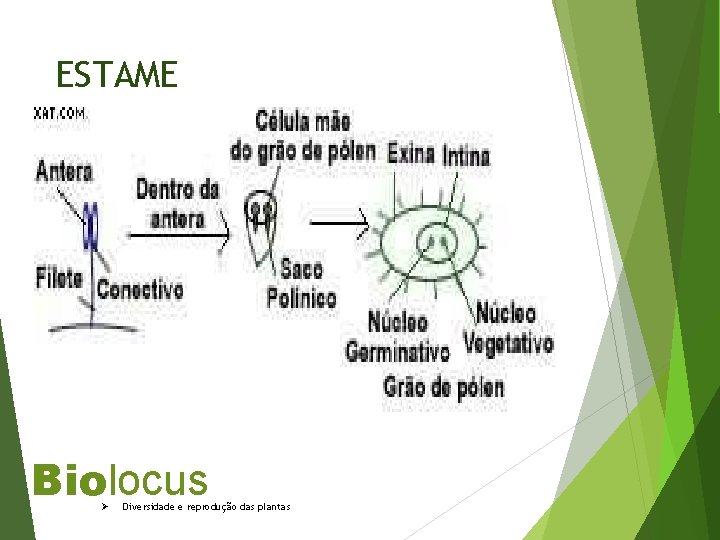 ESTAME Biolocus Ø Diversidade e reprodução das plantas 