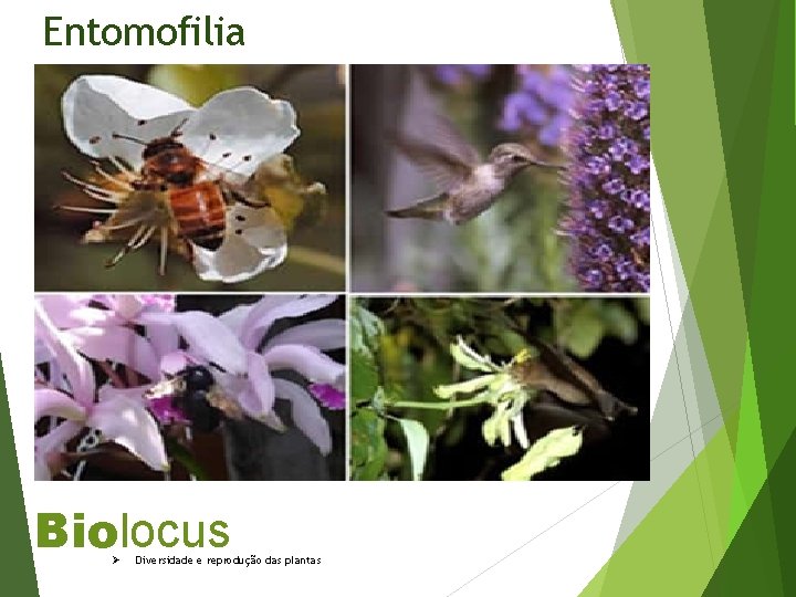 Entomofilia Biolocus Ø Diversidade e reprodução das plantas 