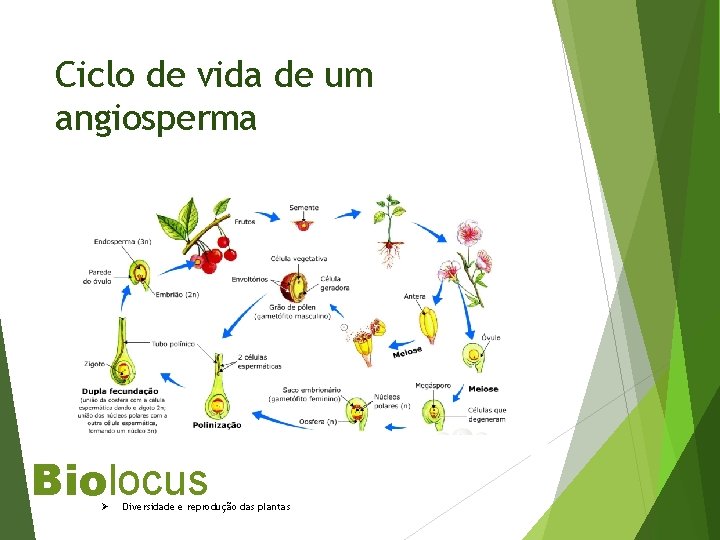 Ciclo de vida de um angiosperma Biolocus Ø Diversidade e reprodução das plantas 