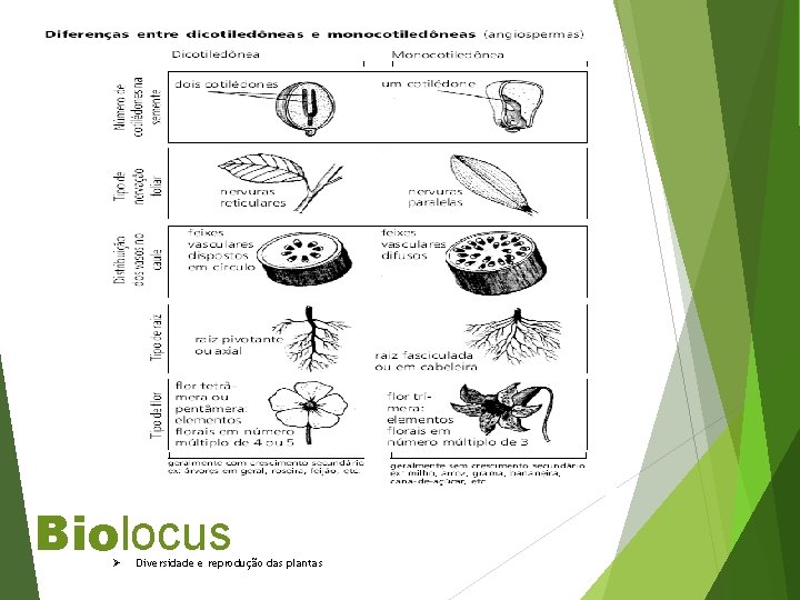 Biolocus Ø Diversidade e reprodução das plantas 