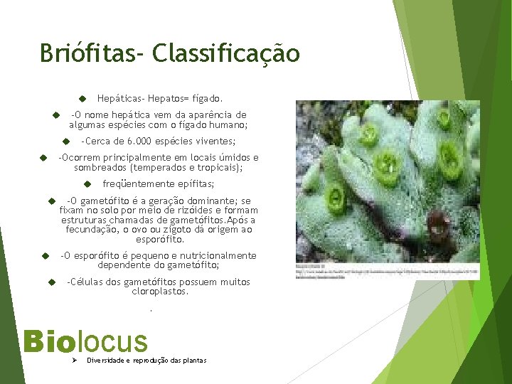 Briófitas- Classificação Hepáticas- Hepatos= fígado. -O nome hepática vem da aparência de algumas espécies