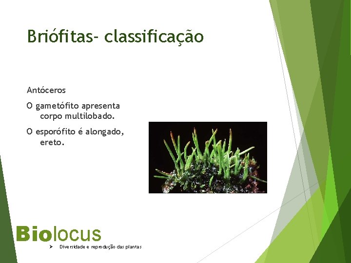 Briófitas- classificação Antóceros O gametófito apresenta corpo multilobado. O esporófito é alongado, ereto. Biolocus