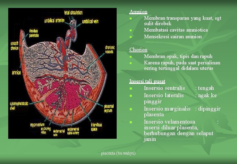 Amnion n Membran transparan yang kuat, sgt sulit dirobek n Membatasi cavitas amniotica n