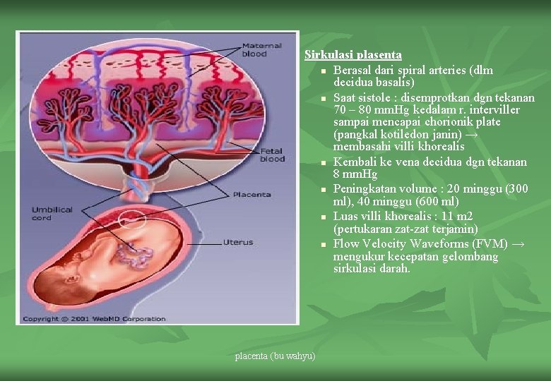 Sirkulasi plasenta n Berasal dari spiral arteries (dlm decidua basalis) n Saat sistole :