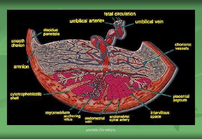 placenta (bu wahyu) 