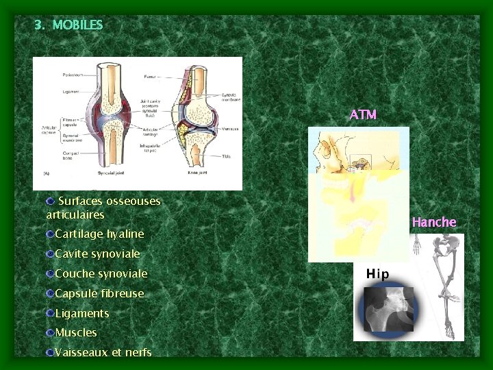 3. MOBILES ATM Surfaces osseouses articulaires Cartilage hyaline Cavite synoviale Couche synoviale Capsule fibreuse