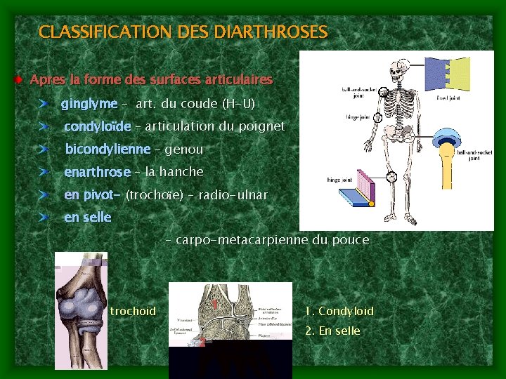 CLASSIFICATION DES DIARTHROSES Apres la forme des surfaces articulaires ginglyme – art. du coude