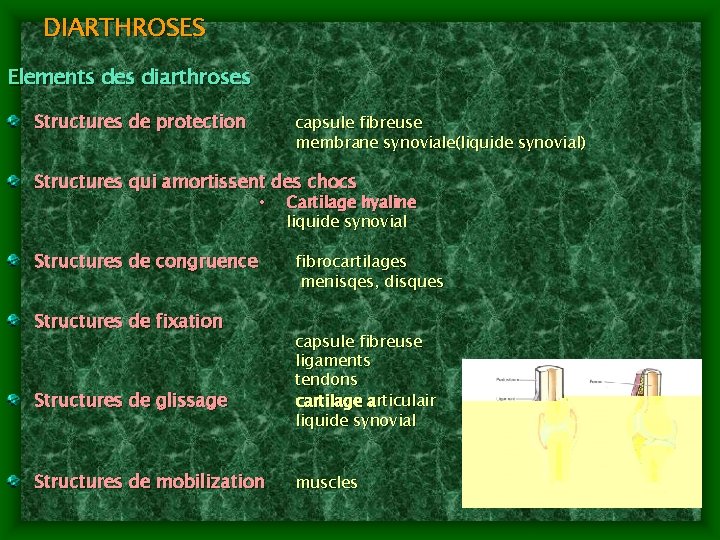DIARTHROSES Elements des diarthroses Structures de protection capsule fibreuse membrane synoviale(liquide synovial) Structures qui