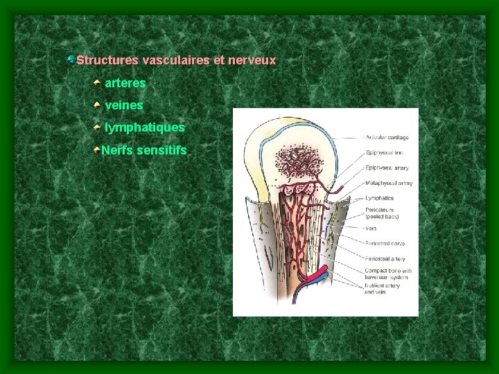 Structures vasculaires et nerveux arteres veines lymphatiques Nerfs sensitifs 