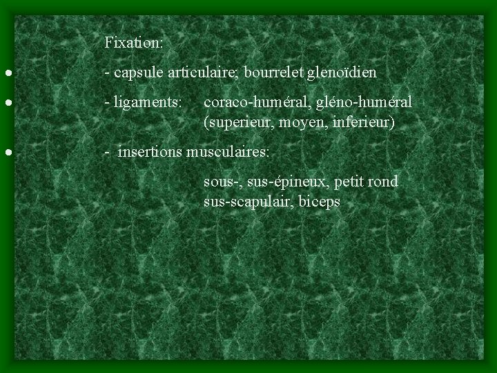 Fixation: · - capsule articulaire; bourrelet glenoïdien · - ligaments: · - insertions musculaires: