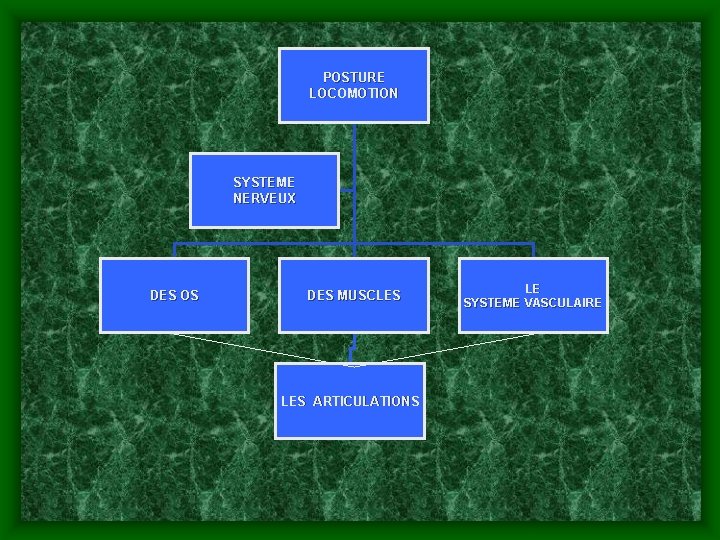 POSTURE LOCOMOTION SYSTEME NERVEUX DES OS DES MUSCLES ARTICULATIONS LE SYSTEME VASCULAIRE 