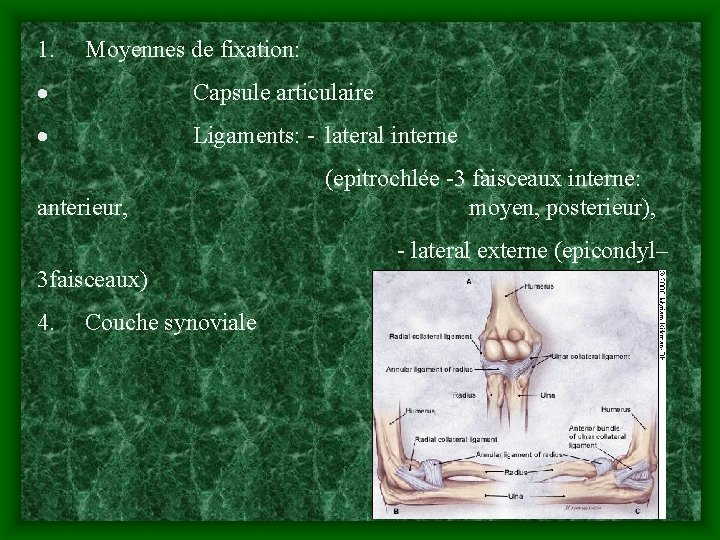 1. Moyennes de fixation: · Capsule articulaire · Ligaments: - lateral interne anterieur, (epitrochlée