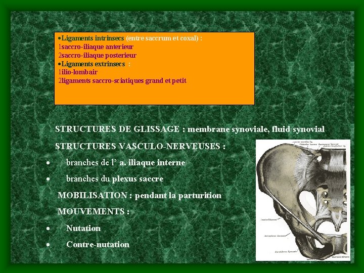 ·Ligaments intrinsecs (entre saccrum et coxal) : 1 saccro-iliaque anterieur 2 saccro-iliaque posterieur ·Ligaments