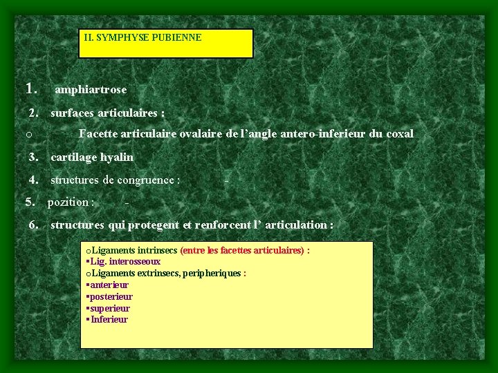 II. SYMPHYSE PUBIENNE 1. amphiartrose 2. surfaces articulaires : o Facette articulaire ovalaire de
