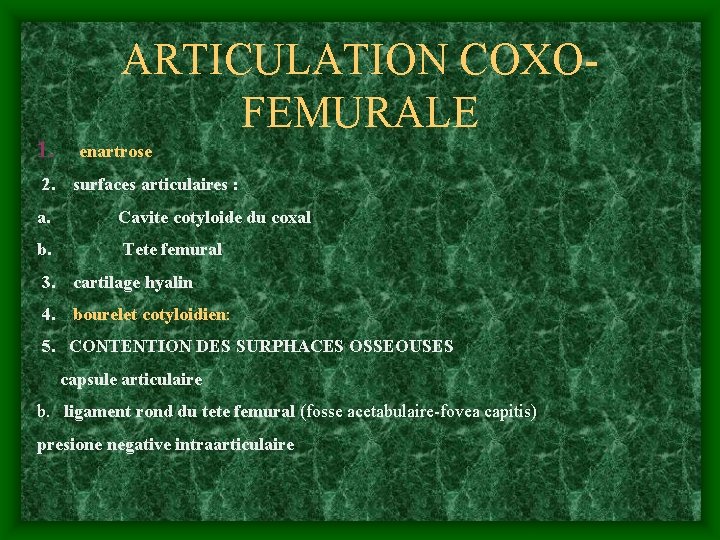 ARTICULATION COXOFEMURALE 1. enartrose 2. surfaces articulaires : a. Cavite cotyloide du coxal b.