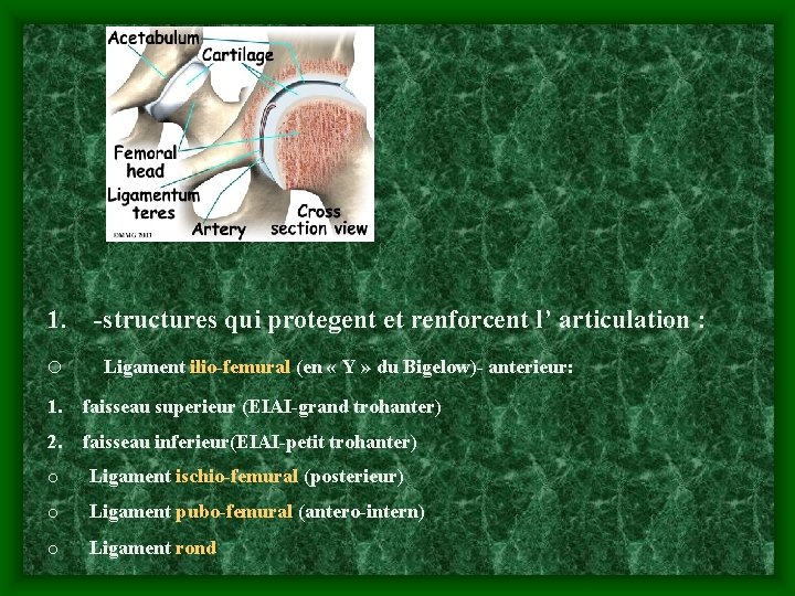 1. -structures qui protegent et renforcent l’ articulation : o Ligament ilio-femural (en «