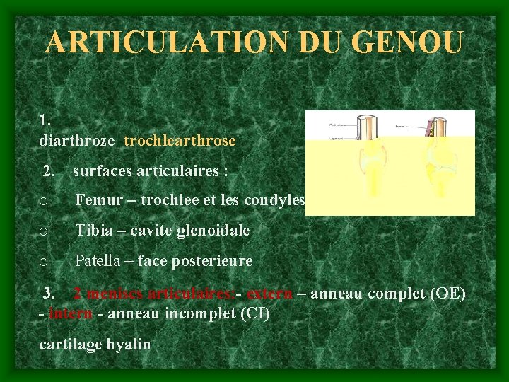 ARTICULATION DU GENOU 1. diarthroze trochlearthrose 2. surfaces articulaires : o Femur – trochlee