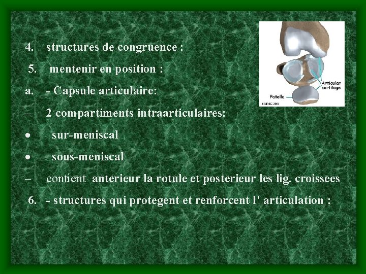 4. structures de congruence : 5. mentenir en position : a. - Capsule articulaire: